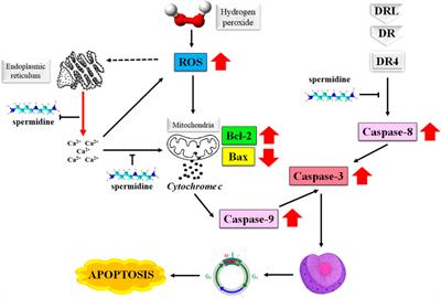 Spermidine as a promising anticancer agent: Recent advances and newer insights on its molecular mechanisms